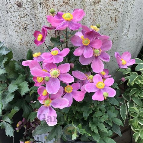 Photo Of The Entire Plant Of Japanese Anemone Eriocapitella Hupehensis