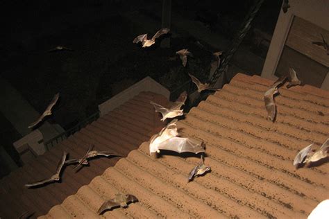 Damage Caused By Bats in the Attic - Photographs