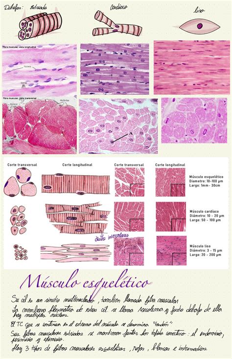 Solution Resumen De Histolog A Tejido Muscular Esquel Tico Y Card Aco