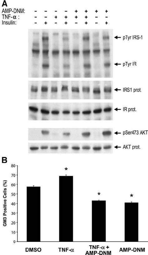 Amp Dnm Reverses Tnf ␣ Induced Insulin Resistance And Surface