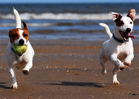 Jack Russell Terrier Parson Russell Terrier Super Cute Puppies Cute