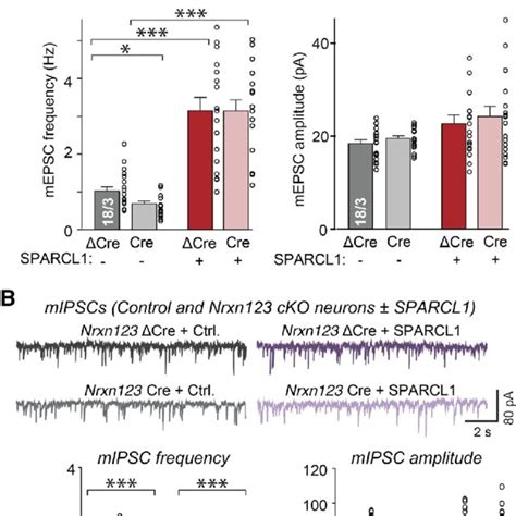 Recombinant Sparcl1 Selectively Boosts Excitatory But Not Inhibitory Download Scientific