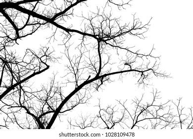 Naked Tree Branches On White Background Stock Photo 1028109478