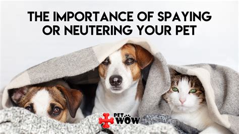 The Importance Of Spaying Or Neutering Your Pet Petwow