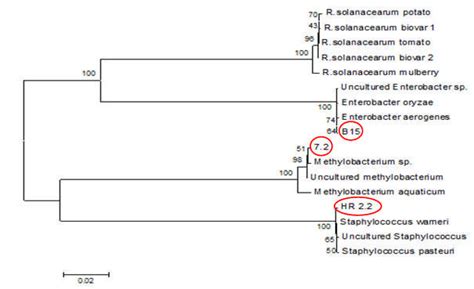 Neighbor Joining Phylogram Based On S Rrna Gene Sequences Showing The