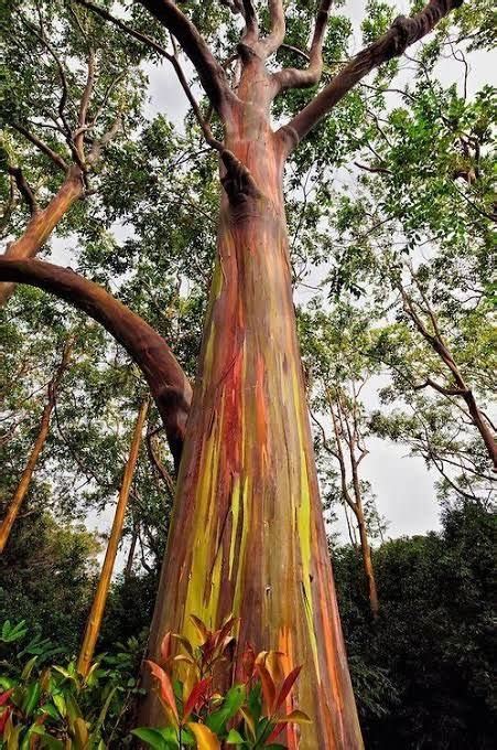 Eucalipto arco íris características bonsai e mudas