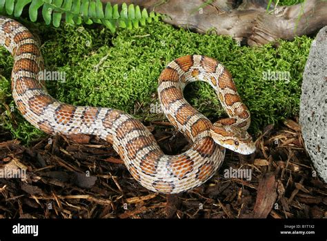 Corn Snake Pantherophis Guttatus Stock Photo Alamy