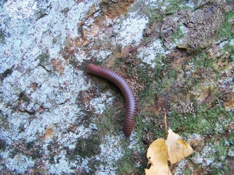 North American Millipede Project Noah