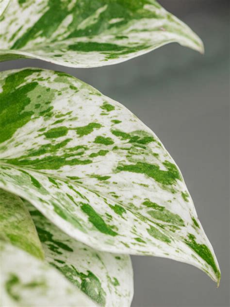 Variegated Neon Pothos 7 Great Care Propagation Tips