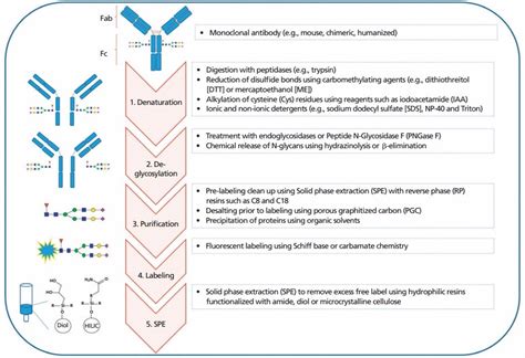 N Glycan Profiling Service Creative Proteomics