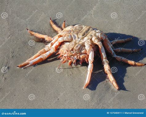 A Spider Crab on the Beach 2 Stock Image - Image of rejection ...