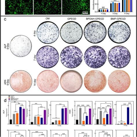 In Vitro Cell Adhesion Proliferation And Differentiation On Hydrogel