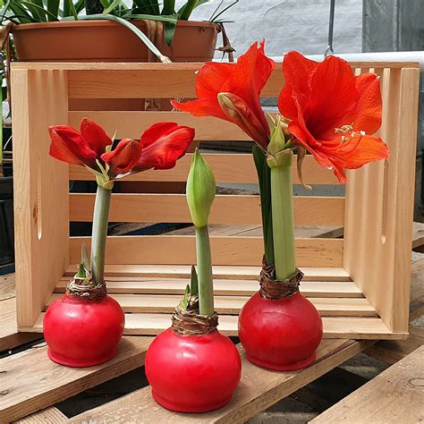 Amaryllis In Wachs Selber Machen Und Festlich Dekorieren