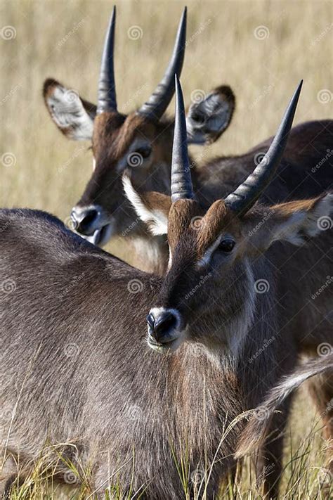 Waterbuck In The Okavango Delta In Botswana Stock Photo Image Of Wild