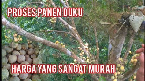 Proses Panen Buah Duku Yang Tidak Sebanding Dengan Harga Saat Ini Youtube