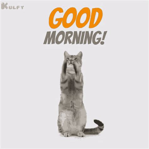 Good Morning From Cat Good Morning Wishes GIF - Good Morning From Cat ...