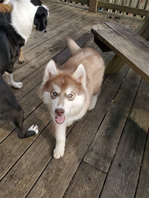 Red Siberian Husky Green Eyes Download Dog Animal Husky 4k Ultra HD