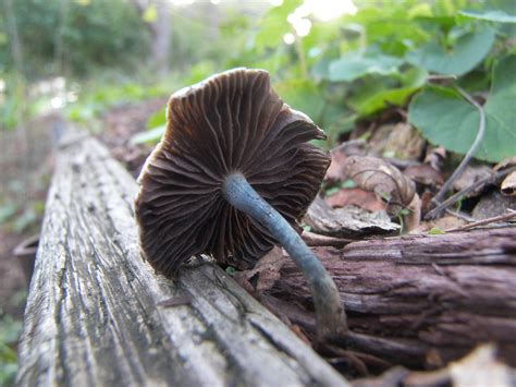 Id Request For Psilocybe Subaeruginosa In Se Melbourne Victoria