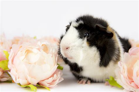 Multicolored Domestic Guinea Pig Cavia Porcellus Also Known As Cavy Or