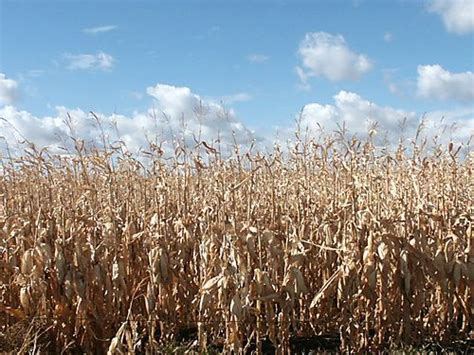 Corn harvest: Corn field