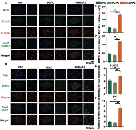 Pdmaps Gelma Elevated Osteogenesis Of Bmscs In Vitro On Day A B