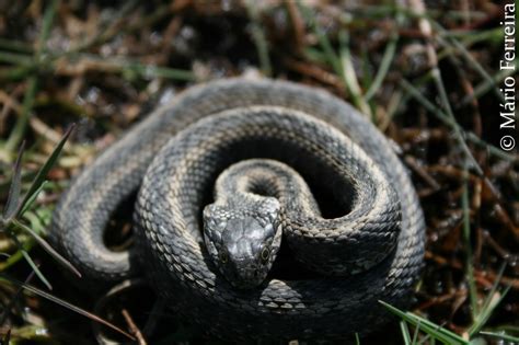 Significado De Sonhar Cobra Dentro Da Gua Descubra Os Segredos