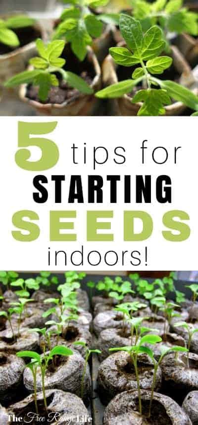 5 Tips For Starting Seeds Successfully Indoors