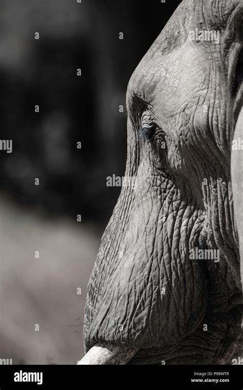 Details of the head of an elephant Stock Photo - Alamy