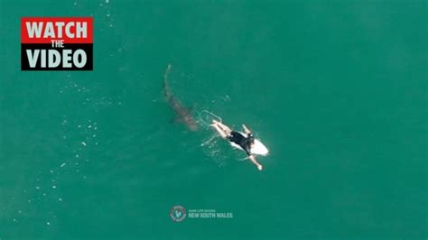 Drone Footage Shows 15m Shark Lurking Under Surfer Matt Wilkinsons