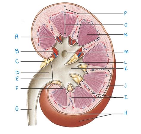 Anatomy Final Labeling Part 19 Flashcards Quizlet