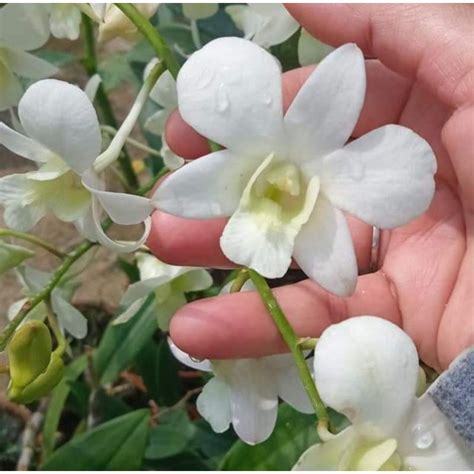 Jual Anggrek Dendrobium Paramote White Bunga Putih Dewasa Sudah Spike