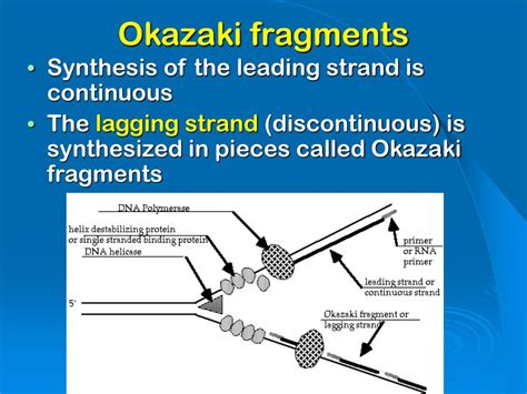 Difference between okazaki fragment and lagging strand - musicBos