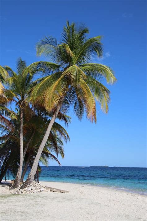 Tropical Beach And Coconut Trees Stock Image Image Of Nntropical