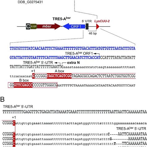 Outline Of Tre A Bsr Retrotransposition Profiling Note That Tre A