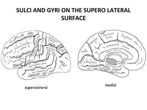 Ppt Parietal Lobe Ppt