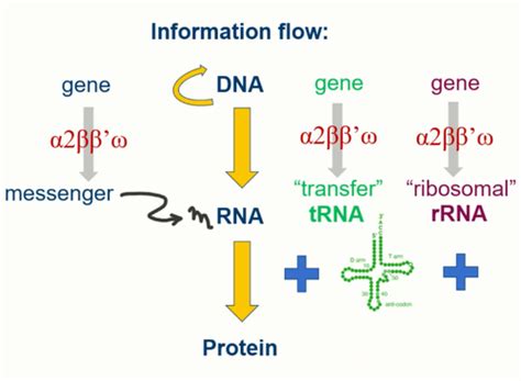 L24 Prokaryotic Dna Transcription Flashcards Quizlet