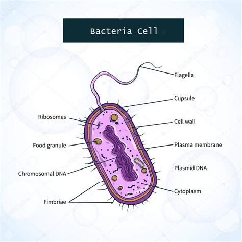 Estructura De Una Bacteria Abc Fichas Gambaran Rainy Weathers