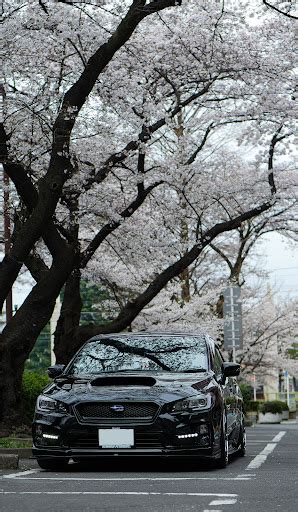 レヴォーグのいつもイイネandコメントありがとうございます🙇‍♂️・サクラと愛車・残念ながら曇り☁️・今年も撮れ高はイマイチ😑・縦撮り中心に関するカスタム事例｜車のカスタム情報はcartune