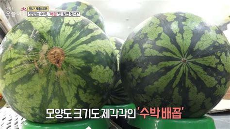 잘못산 수박도 문제없어요 과수원 사장님이 알려준 맛없는 수박도 되살려내는 초간단 꿀팁 3가지 미디어투데이