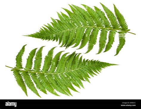 Ferns Isolated On White Stock Photo Alamy