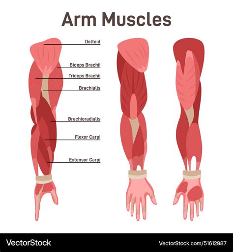 Arm muscle set didactic scheme of anatomy Vector Image