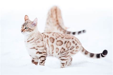 Bengal Kitten Snow Leopard | bestcatteryinfo