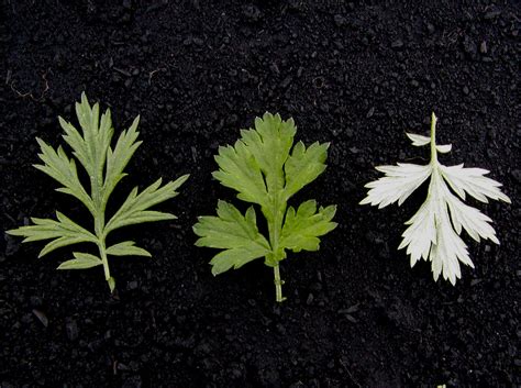 Mugwort – Artemisia vulgaris - Plant & Pest Diagnostics