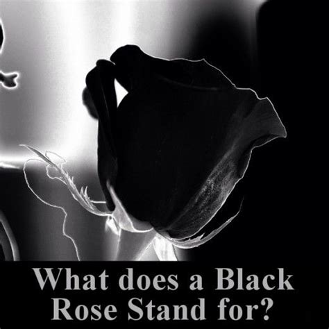 Black Rose Symbolism