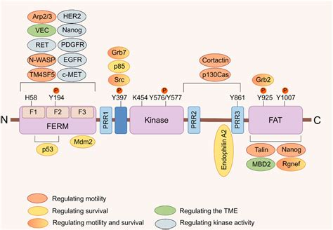 Frontiers Roles And Inhibitors Of Fak In Cancer Current Advances And