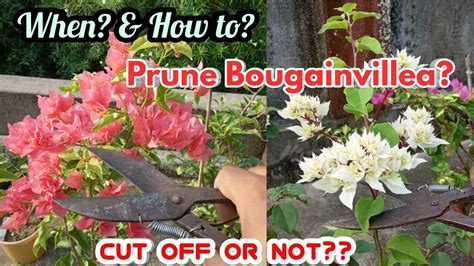 How To Prune Bougainvilleas For Maximum Flowers Best Time To Prune