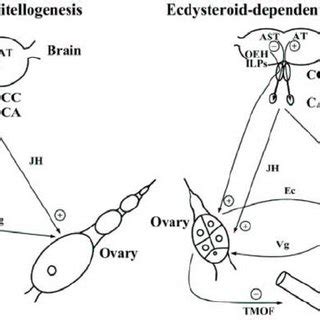 Hormones influencing vitellogenesis in JH- and ecdysteroid-dependent ...