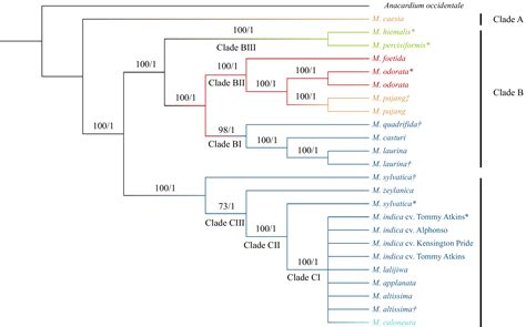 Phylogenetic Relationships In The Genus Mangifera Based On Whole