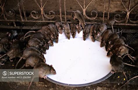 Sacred Rats Drinking Milk Temple Of Karni Mata India SuperStock