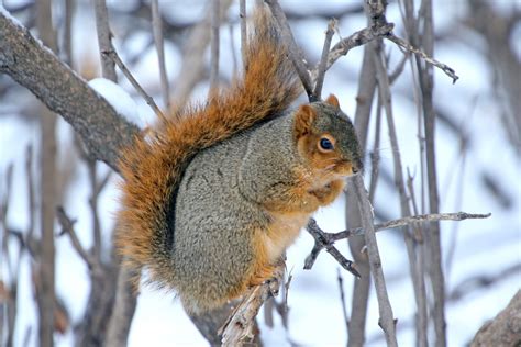 Fox Squirrel Flora And Fauna Of Tamucc · Biodiversity4all